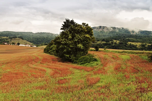 Eenzame boom — Stockfoto