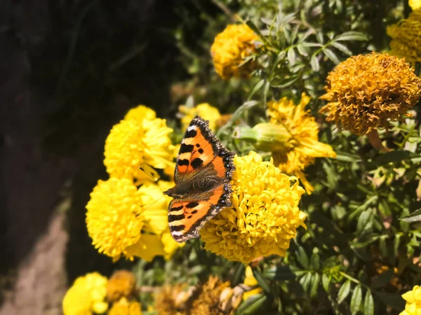 夏天的背景蝴蝶在黄色花朵的背景下 — 图库照片