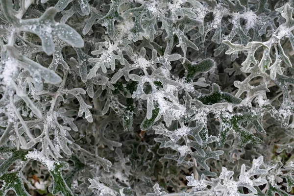 Winter Background Snowflakes Green Plant — Stock Photo, Image