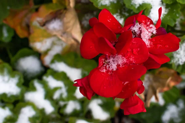 Χειμερινό Φόντο Λουλούδι Χειμώνα Πρώτο Χιόνι Ένα Κόκκινο Φλο — Φωτογραφία Αρχείου