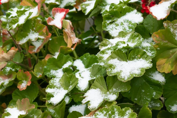 Fondo Invierno Primera Nieve Sobre Hojas Verdes — Foto de Stock