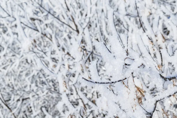 Χριστουγεννιάτικο Φόντο Ένα Κλαδί Δέντρου Καλυμμένο Λευκό Χιόνι — Φωτογραφία Αρχείου
