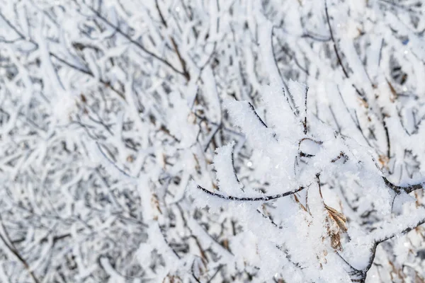 Christmas Background Tree Branch Covered White Snow — Stock Photo, Image