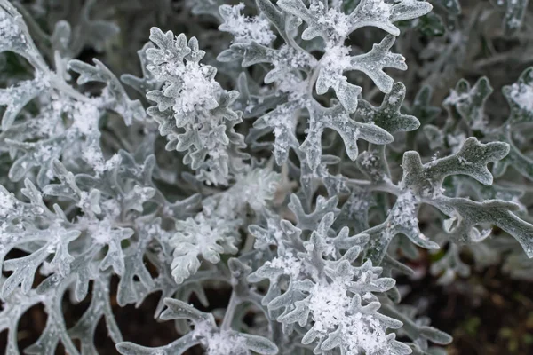 Fondo Invierno Primera Nieve Una Planta Verde — Foto de Stock