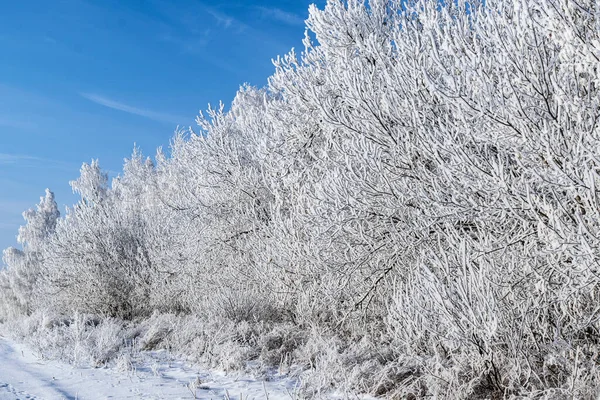 Vánoční Pozadí Stromy Pokryté Bílým Sněhem — Stock fotografie