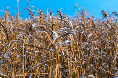 Sazlıklar gökyüzüne karşı karla kaplı.