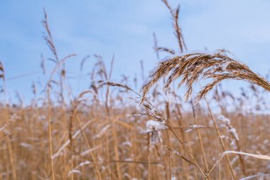Reed gökyüzüne karşı karla kaplıydı. Yakın plan.