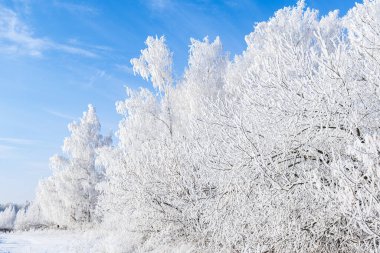Kış dönemi. Çalılar ve ağaçlar mavi gökyüzüne karşı karda