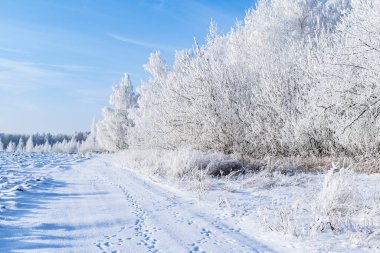Kış dönemi. Mavi gökyüzüne karşı kardaki ağaçlar