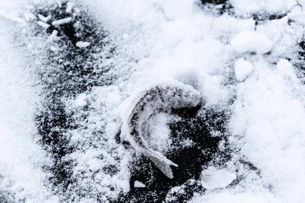 Ryby Pokryté Sněhem Kluzkém Ledu — Stock fotografie