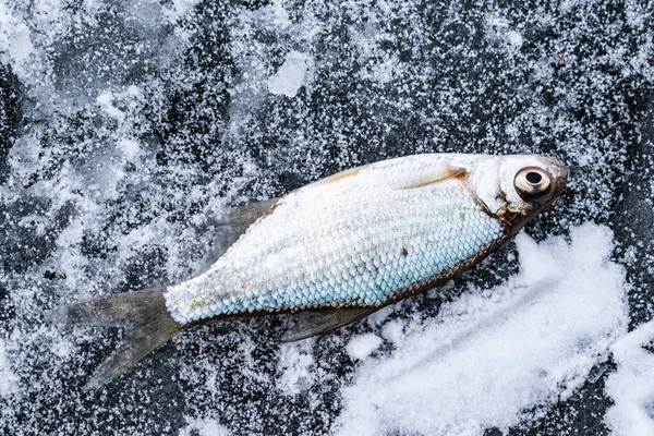 Fish with iridescent scales on cold ice