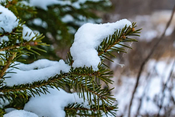 Větev Zeleného Smrku Pokrytá Sněhem Detailní Záběr — Stock fotografie