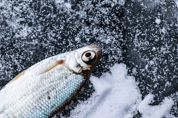 Fish head with iridescent scales on cold ice