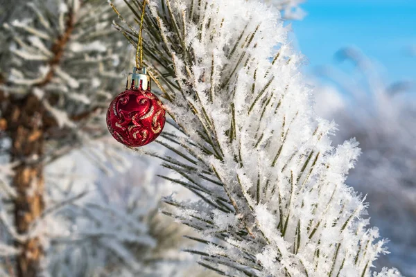 Kış dönemi. Kırmızı Noel ağacı oyuncağı dalda.