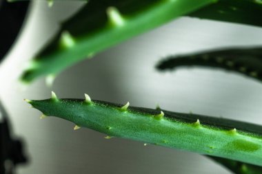 Gri arkaplanda taze aloe yaprakları.