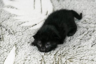 Siyah yeni doğmuş kedi yavrusu, bir haftalık, gözleri kapalı, açık bir arka planı var..