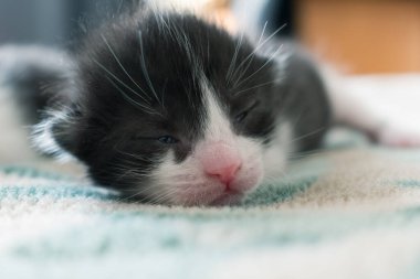 Gözleri kapalı küçük siyah-beyaz yeni doğmuş kedi yavrusu. Yakın plan.