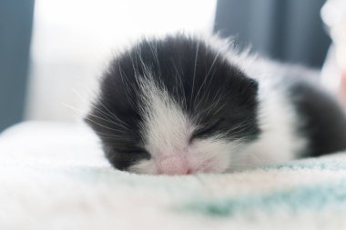 Küçük siyah-beyaz yeni doğmuş kedi yavrusu gözleri kapalı