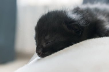 Gözleri kapalı küçük siyah yeni doğmuş kedi yavrusu. Yakın plan.