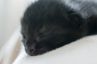 Küçük siyah yeni doğmuş bir kedi yavrusu uyuyor. Yakın plan.