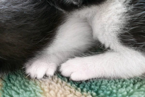 White paws of a small newborn kitten.