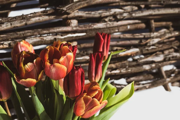 A bouquet of bright red tulips on the background of a wicker fence. Close-up