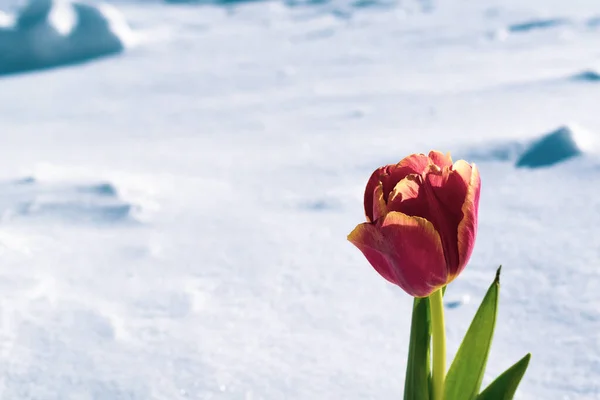 Jeden Červený Tulipán Bílém Jarním Sněhu — Stock fotografie