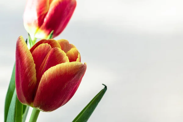 Jasně Červený Tulipán Bílém Pozadí Detailní Záběr — Stock fotografie