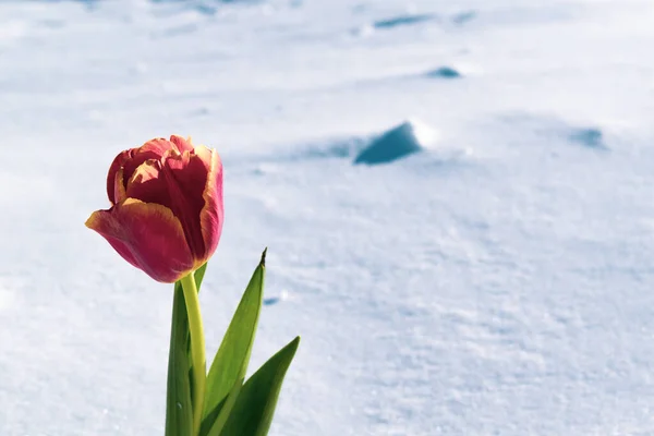 Tulipán Rojo Sobre Nieve Blanca Primavera Lugar Para Una Inscripción — Foto de Stock