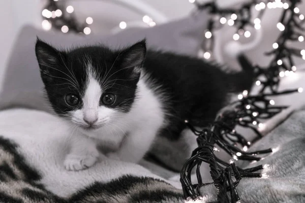 Foto Blanco Negro Gatito Con Una Guirnalda — Foto de Stock