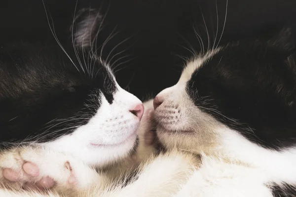 Los Bozales Gatitos Blancos Negros Primer Plano —  Fotos de Stock