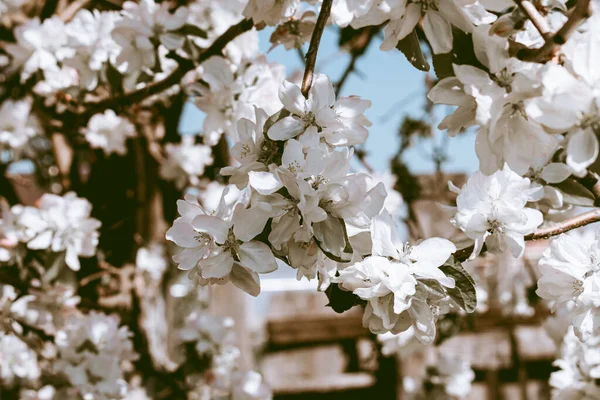 Photo Vintage Pommier Fleurs — Photo