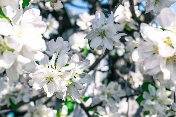 Beau Gros Plan Sur Pommier Fleurs Fonds Printanier — Photo