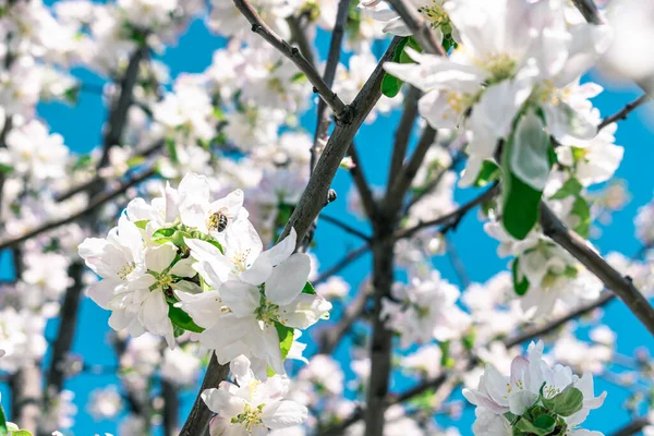 Une Abeille Sur Une Petite Fleur Pomme — Photo