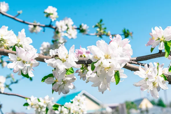 Une Abeille Sur Une Branche Pommier Fleurs — Photo