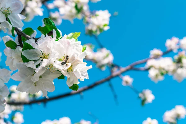 Une Abeille Sur Une Branche Pommier Fleurs Contre Ciel — Photo