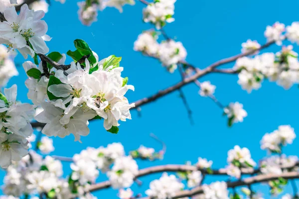 蜜蜂在天空的背景下给开花的苹果树的枝条授粉 — 图库照片