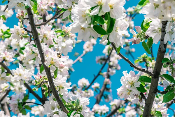 小蜜蜂和苹果花 春季背景 — 图库照片