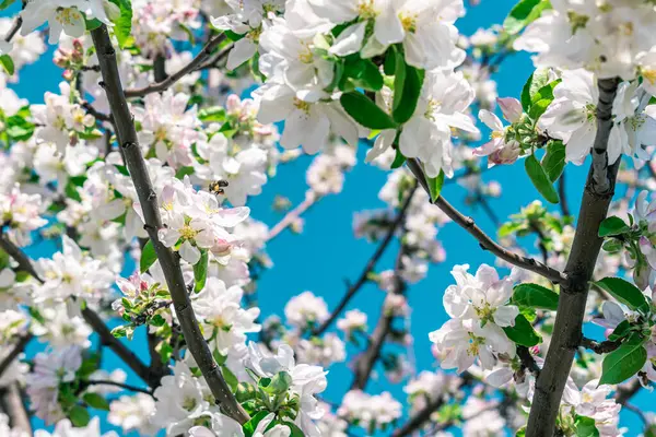 一只小蜜蜂给苹果树花授粉 春季背景 — 图库照片