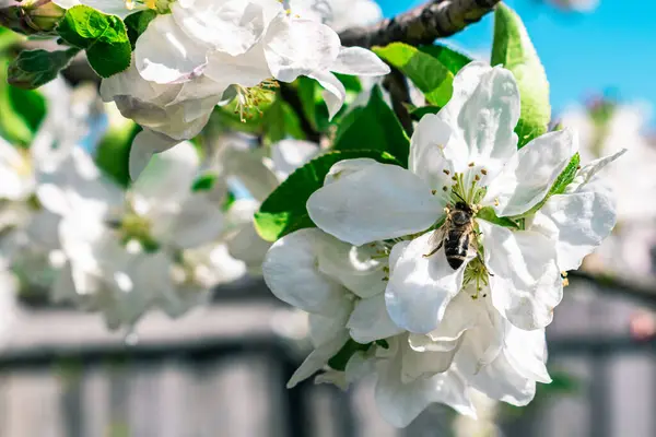 Une Abeille Pollinise Gros Plan Sur Une Fleur Pommier — Photo