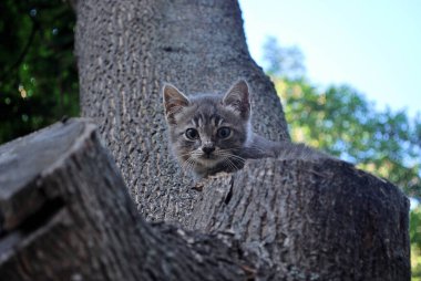 Vahşi gri kedi yavrusu bahçedeki bir ağaca tırmandı.