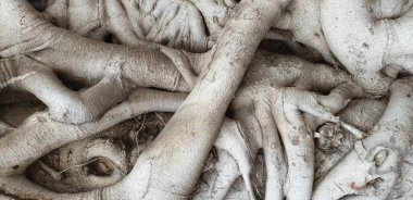 Örülmüş ve dallanmış ağaç gövdeleri ve köklerinin arka planı