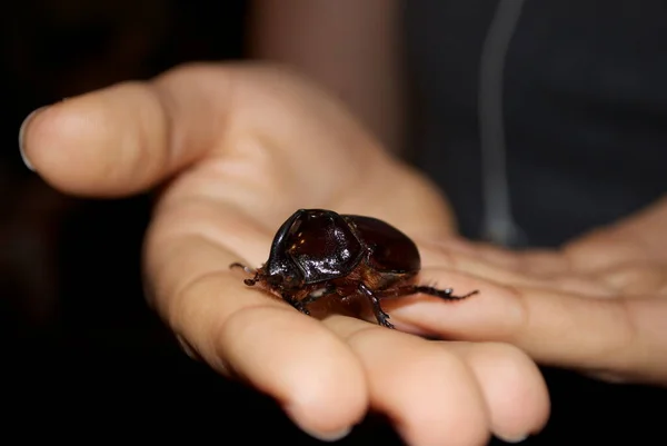 Een neushoorn kruipt langs de arm. Een insect in je handpalm.. — Stockfoto