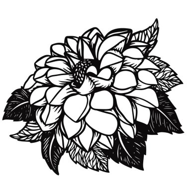 Yıldız çiçeğiyle çiçek aranjmanı. Çiçek tomurcuklarının dövme illüstrasyonu