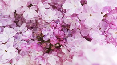 background with lilac flowers. Delicate light background with buds