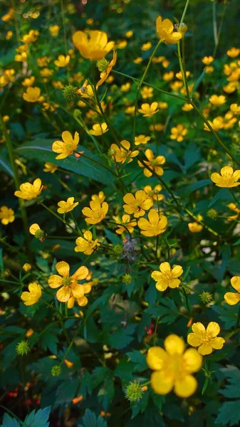 Background with celandine. Yellow flowers in forest. Green herbal flora. — Stock Photo, Image
