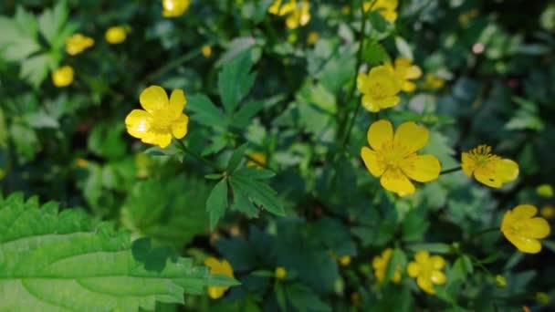 Lambat gerak bunga kuning mekar Celandine close-up atas melihat semak. Hutan gerak lambat herbal. Full HD. 480 FPS. DOF. — Stok Video