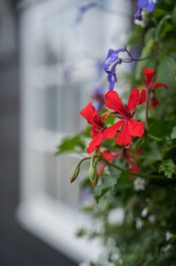 Sarmaşıktan açan kırmızı çiçek