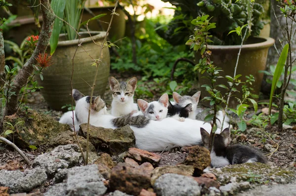 Gatitos se reúnen descansando con su mamá — Foto de Stock