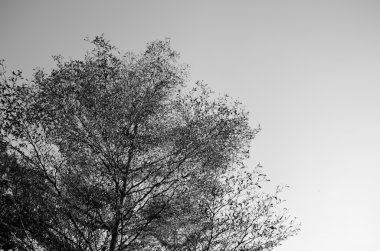 Siyah ve beyaz büyük ağaç arkadan aydınlatmalı ışık gökyüzü arka plan ile